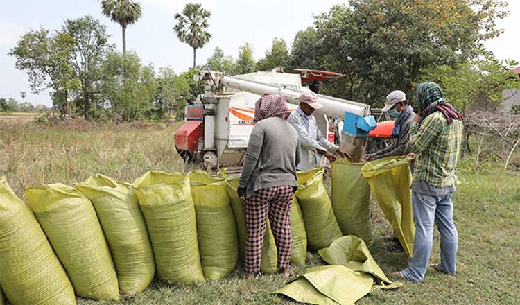 Nearly 10,000 tonnes of paddy rice purchased nationwide by partner rice mills with the Ministry of Agriculture